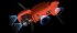 Квадрокоптер Autel Evo II Pro 6K RTK